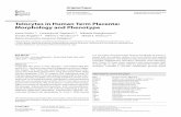 Telocytes in Human Term Placenta - Morphology and Phenotype