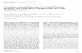 Correlation among Thermosensitive Period, Estradiol Response, and Gonad Differentiation in the Sea Turtle Lepidochelys olivacea