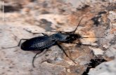 Carabus (Mesocarabus) dufourii (Autor: J.M. Barea) Los Carábidos (Coleoptera, Adephaga: Carabidae