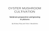 OYSTER MUSHROOM CULTIVATION - Zanaravo.com