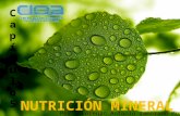 Capitulo 5 nutricion mineral
