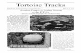 Tortoise Tracks