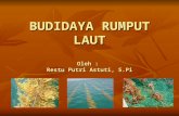 Budidaya Rumput Laut