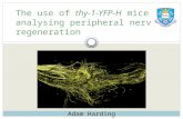 The use of thy-1-YFP-H mice in analysing peripheral nerve regeneration