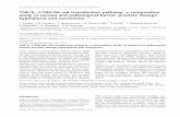 TNF/IL1/NIK/NF-κB transduction pathway: a comparative study in normal and pathological human prostate (benign hyperplasia and carcinoma