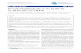 Tyrosine Phosphorylation of Tau by the Src Family Kinases Lck and Fyn