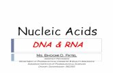 Nucleic Acids - Saraswati Institute of Pharmaceutical Sciences |