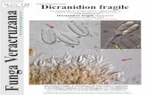 Dicranidion fragile Fungi: Hyphomycetes