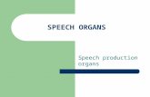 role of human speech organs in phonetics