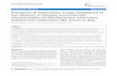 Prevalence of tuberculosis in pigs slaughtered at two abattoirs in Ethiopia and molecular characterization of Mycobacterium tuberculosis isolated from tuberculous-like lesions in pigs