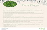 Pond Plants - Heyne's Garden Centre