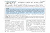 Complex SUMO1 Regulation of Cardiac Transcription Factor Nkx2-5