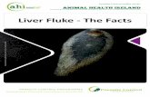 Liver Fluke - The Facts - Animal Health Ireland