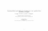Cypripedium parviflorum Salisbury var. pubescens (Willd ...