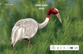 Sarus Crane | WWF