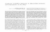 Leukocyte Capillary Plugging in Myocardial Ischemia - NCBI