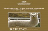 Inheritance of White Colour in Alpacas — Identifying the genes involved — RIRDC Innovation for rural Australia