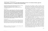 Genetic control of dihydroflavonol 4-reductase gene expression in Petunia hybrida
