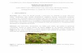 DOENÇAS DA BATATA (Solanum tuberosum L
