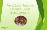 Pemuliaan Terapan Tanaman Cabai Capsicum sp