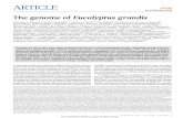 The genome of Eucalyptus grandis