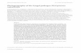 Phylogeography of the fungal pathogen Histoplasma capsulatum