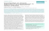 Investigation on human adrenocortical cell response to adenovirus and adenoviral vector infection