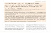 Sulphated glycoconjugates are powerful inhibitors of spermatozoa binding to the vitelline envelope in amphibian eggs