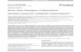 Seven Gene Phylogeny of Heterokonts