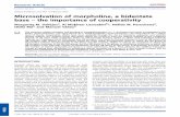 Microsolvation of morpholine, a bidentate base - the importance of cooperativity