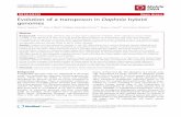 Evolution of a transposon in Daphnia hybrid genomes