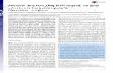 Antisense long noncoding RNAs regulate var gene activation in the malaria parasite Plasmodium falciparum