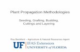 Plant Propagation Methodologies - Growables