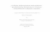 Cellular differentiation and antibiotic production by ...