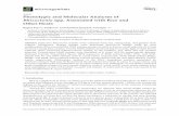 Phenotypic and Molecular Analyses of Rhizoctonia spp ...