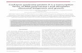 Cockayne syndrome protein A is a transcription factor of RNA polymerase I and stimulates ribosomal biogenesis and growth