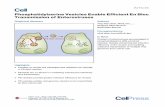 Phosphatidylserine Vesicles Enable Efficient En Bloc Transmission of Enteroviruses