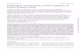 Pathological consequences of VCP mutations on human striated muscle