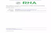 The uridine in “U-turn”: Contributions to tRNA-ribosomal binding