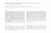 Allelic antigen and membrane-anchor epitopes of Paramecium primaurelia surface antigens