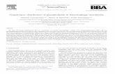 Transbilayer distribution of phospholipids in bacteriophage membranes