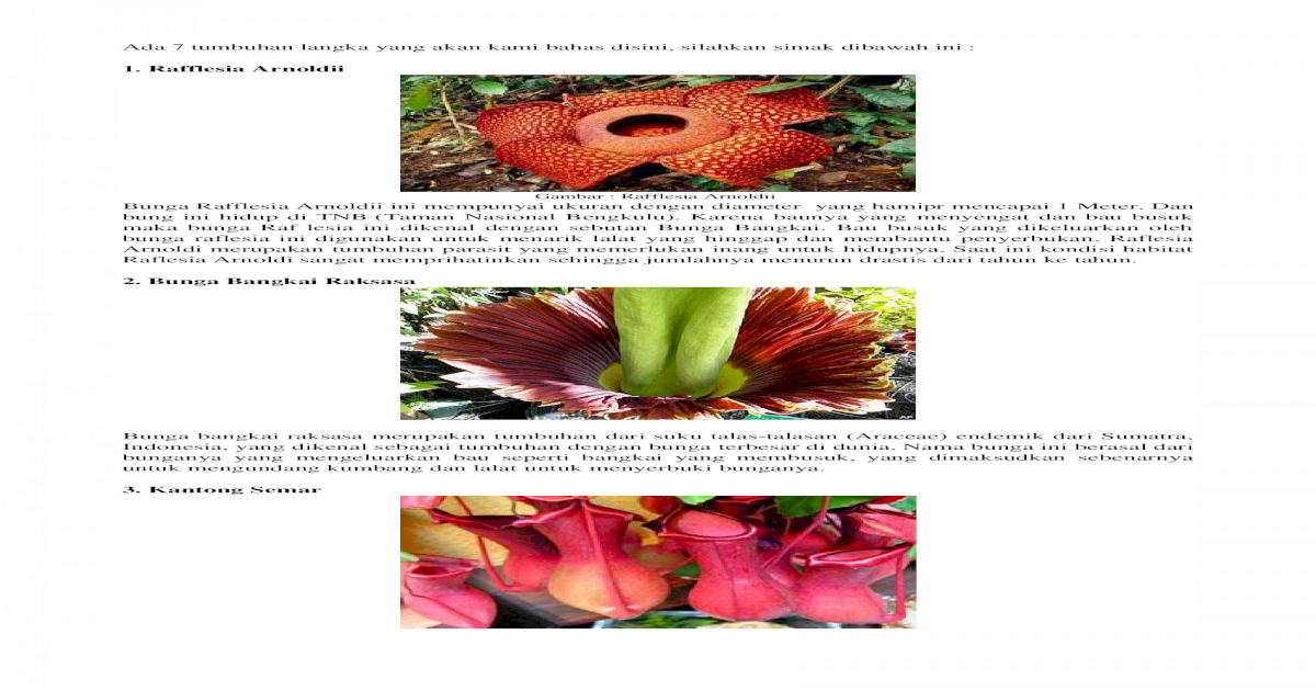 27 Gambar Bunga Raflesia Png  Arka Gambar 