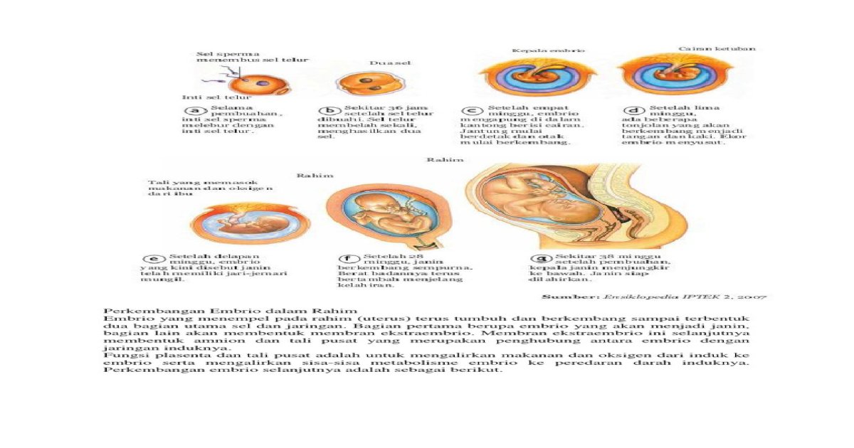 Perkembangan Embrio  Dalam  Rahim PDF Document 