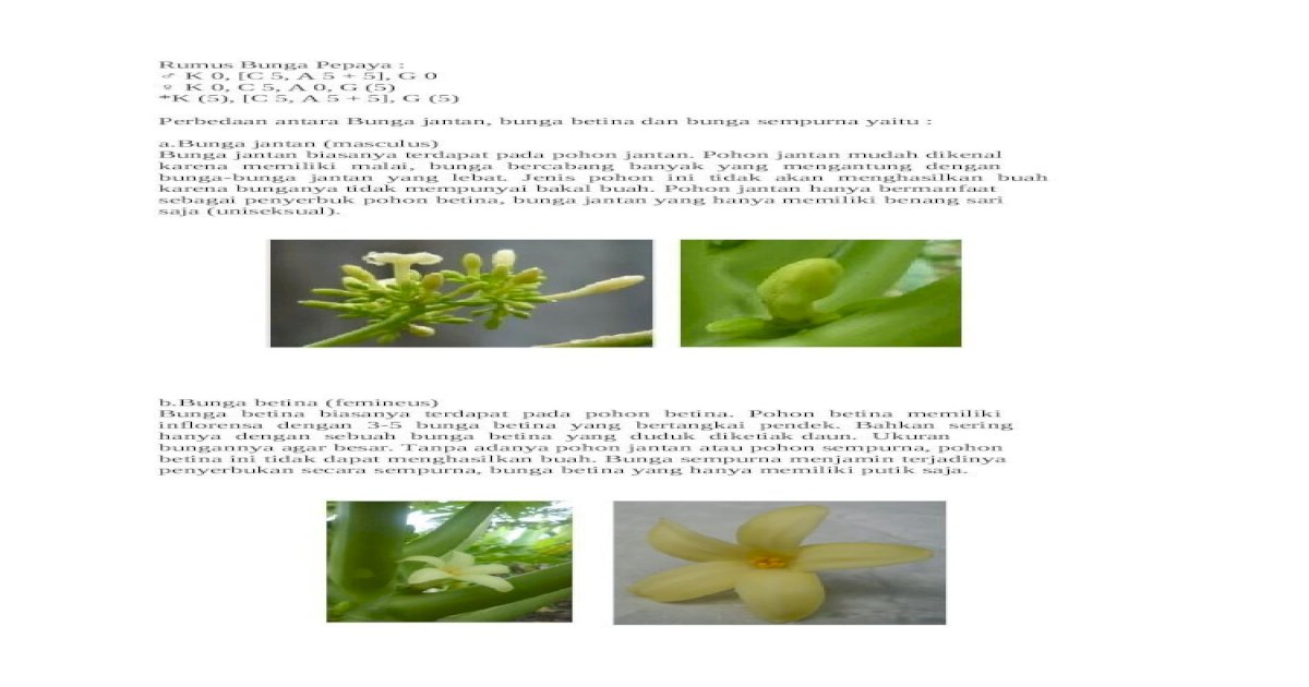 Morfologi bunga pepaya