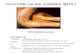 Gigitan Ular (Snake Bite)