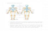 Tulang Axial Dan Tulang Appendicular