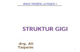L1 Struktur Gigi