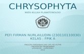 Chrysophyta Pefi Firman Presentation