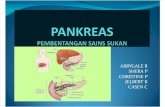Pankreas [ Sistem Endikrina ] T5