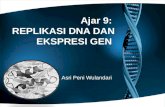 Ajar 9:  REPLIKASI DNA DAN EKSPRESI GEN